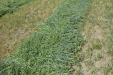 Fendt_Forraje-034