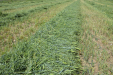 Fendt_Forraje-035
