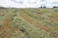 Fendt_Forraje-096