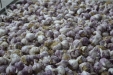 Fuentymaj-garlic-06
