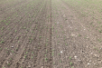 GST-Biostar-in-a-pea-field