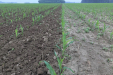 GST-Biostar-maize
