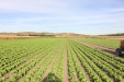 lechugas39