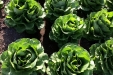 lechugas51