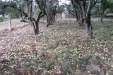 ManzanaEcologica-CasaVazquez-1