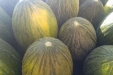 RecoleccionMelones-06
