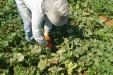 RecoleccionMelones-07