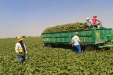 RecoleccionMelones-09