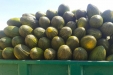 RecoleccionMelones-12