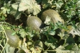 RecoleccionMelones-14