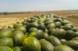 RecoleccionMelones-17