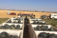 RecoleccionMelones-22