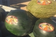RecoleccionMelones-27