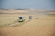 MoresilGirasol-08