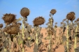 MoresilGirasol-18
