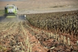 MoresilGirasol-21