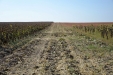 MoresilGirasol-23