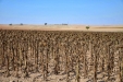 MoresilGirasol-27