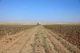 MoresilGirasol-33