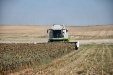 MoresilGirasol-34