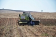MoresilGirasol-38