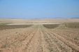 MoresilGirasol-39
