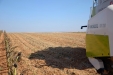MoresilGirasol-41