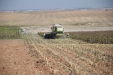 MoresilGirasol-48