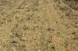 MoresilGirasol-49