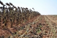 MoresilGirasol-50