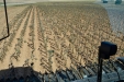 MoresilGirasol-54