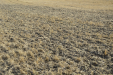 NewHolland_gradarapida-03