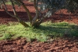 olivos-10