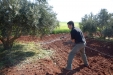 olivos-15