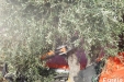 ParaguasOlivos06