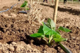 wegrow_paulownia13