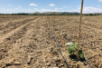 wegrow_paulownia14