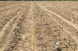 wegrow_paulownia15