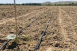 wegrow_paulownia16