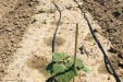 wegrow_paulownia17