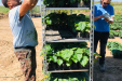 wegrow_paulownia20