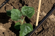 wegrow_paulownia7
