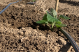 wegrow_paulownia8