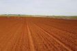 plantandoCebollas-04