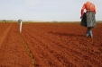 plantandoCebollas-08