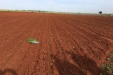 plantandoCebollas-18