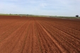 plantandoCebollas-20
