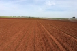 plantandoCebollas-30