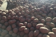 Plantando_patatas_salamanca-06