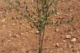 poda_formacion_olivar-1